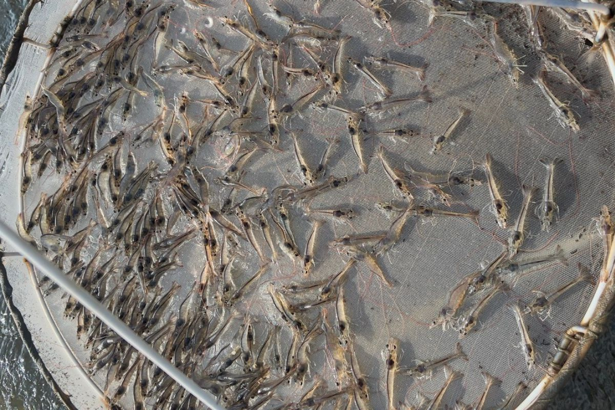 Tôm thẻ chân trắng